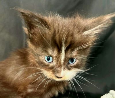 Elaine purple collar black with white Maine Coon kitten photo 4