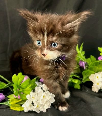 Elaine purple collar black with white Maine Coon kitten photo 4