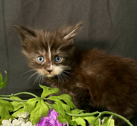 Elaine purple collar black with white Maine Coon kitten photo 4