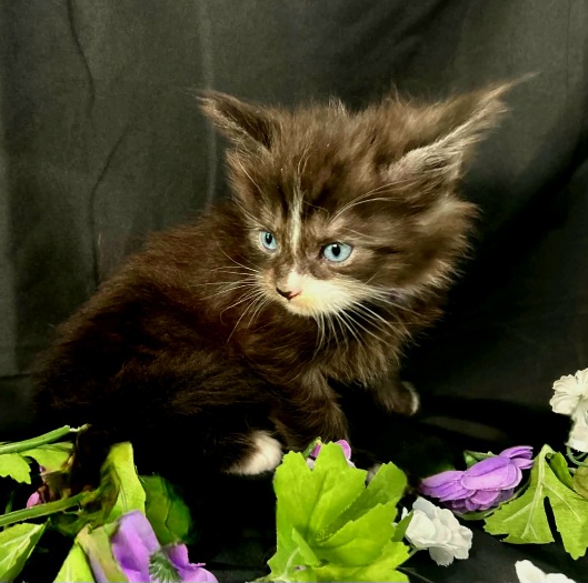 Elaine purple collar black with white Maine Coon kitten photo 5