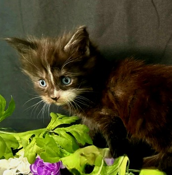 Elaine purple collar black with white Maine Coon kitten photo 6