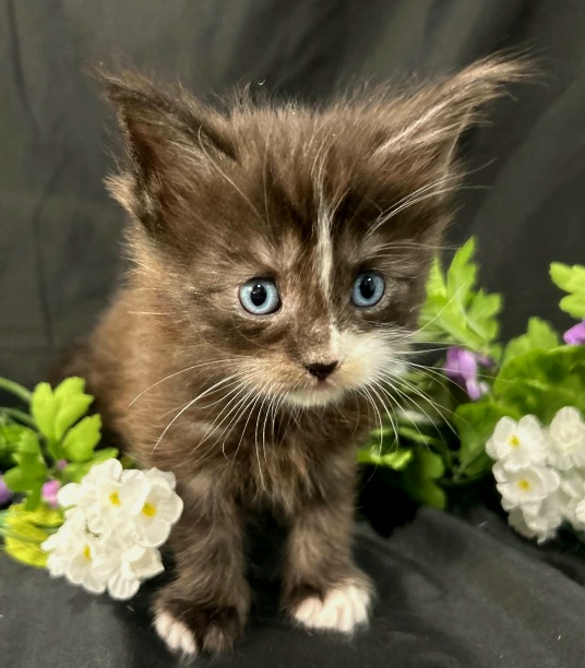 Elaine purple collar black with white Maine Coon kitten photo 7