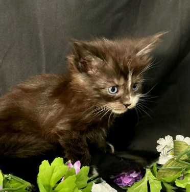 Elaine purple collar black with white Maine Coon kitten photo 8