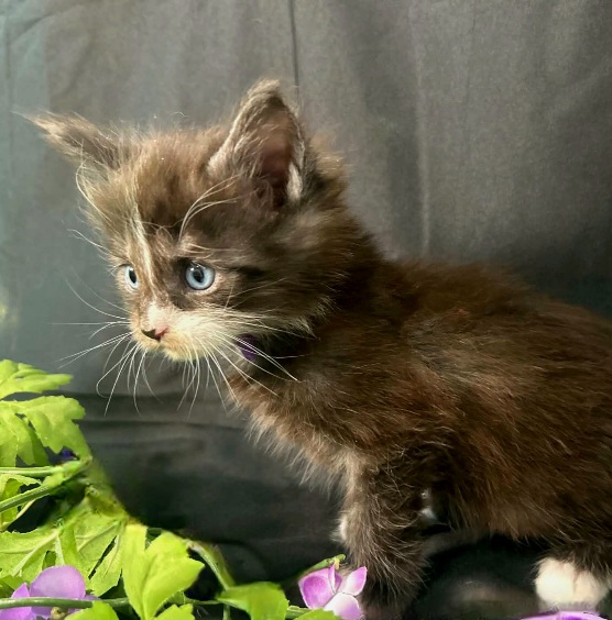 Elaine purple collar black with white Maine Coon kitten photo 9