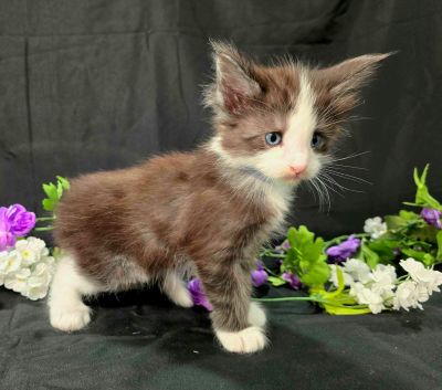 Lancelot blue collar black with white Maine Coon kitten photo 4