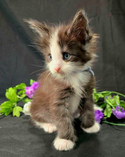 Lancelot blue collar black with white Maine Coon kitten photo 5
