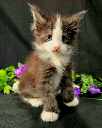 Lancelot blue collar black with white Maine Coon kitten photo 6