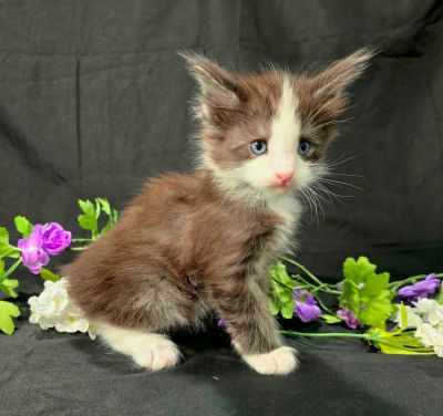 Lancelot blue collar black with white Maine Coon kitten photo 7
