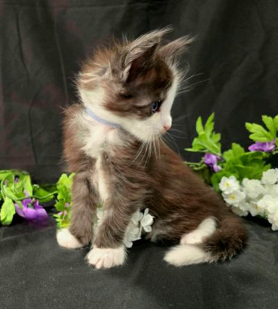 Lancelot blue collar black with white Maine Coon kitten photo 8