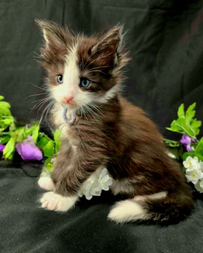 Lancelot blue collar black with white Maine Coon kitten photo 8