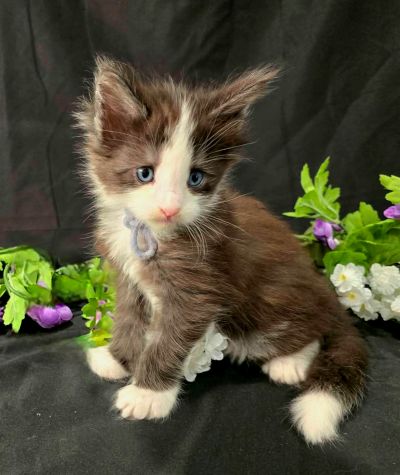 Lancelot blue collar black with white Maine Coon kitten photo 8