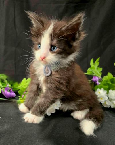 Lancelot blue collar black with white Maine Coon kitten photo 8