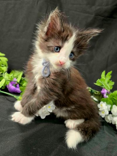 Lancelot blue collar black with white Maine Coon kitten photo 8