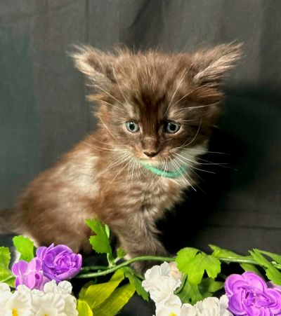 Percival green collar black with white Maine Coon kitten photo 4