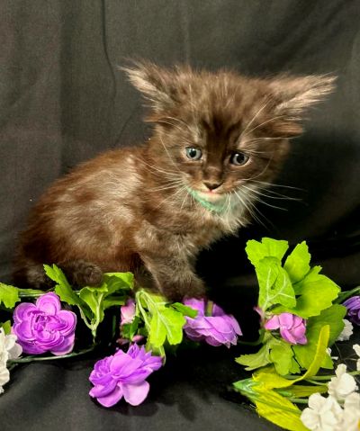 Percival green collar black with white Maine Coon kitten photo 5