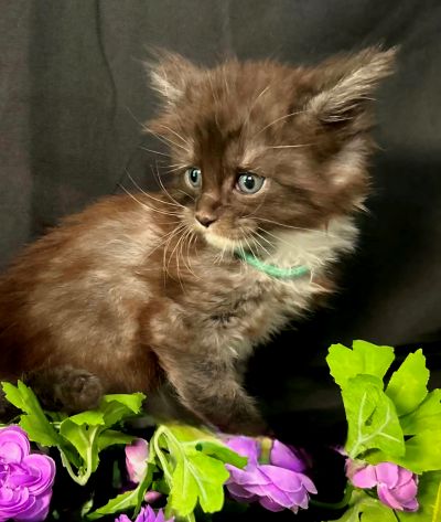 Percival green collar black with white Maine Coon kitten photo 6