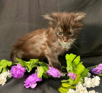 Percival green collar black with white Maine Coon kitten photo 6