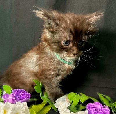 Percival green collar black with white Maine Coon kitten photo 6