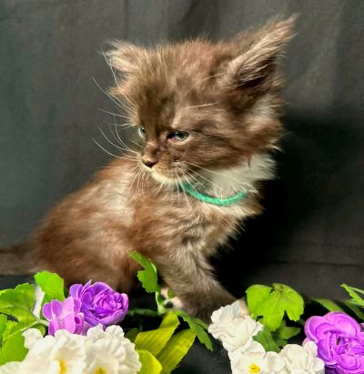 Percival green collar black with white Maine Coon kitten photo 6