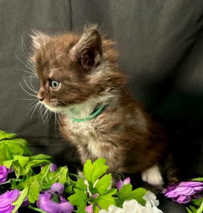 Percival green collar black with white Maine Coon kitten photo 6