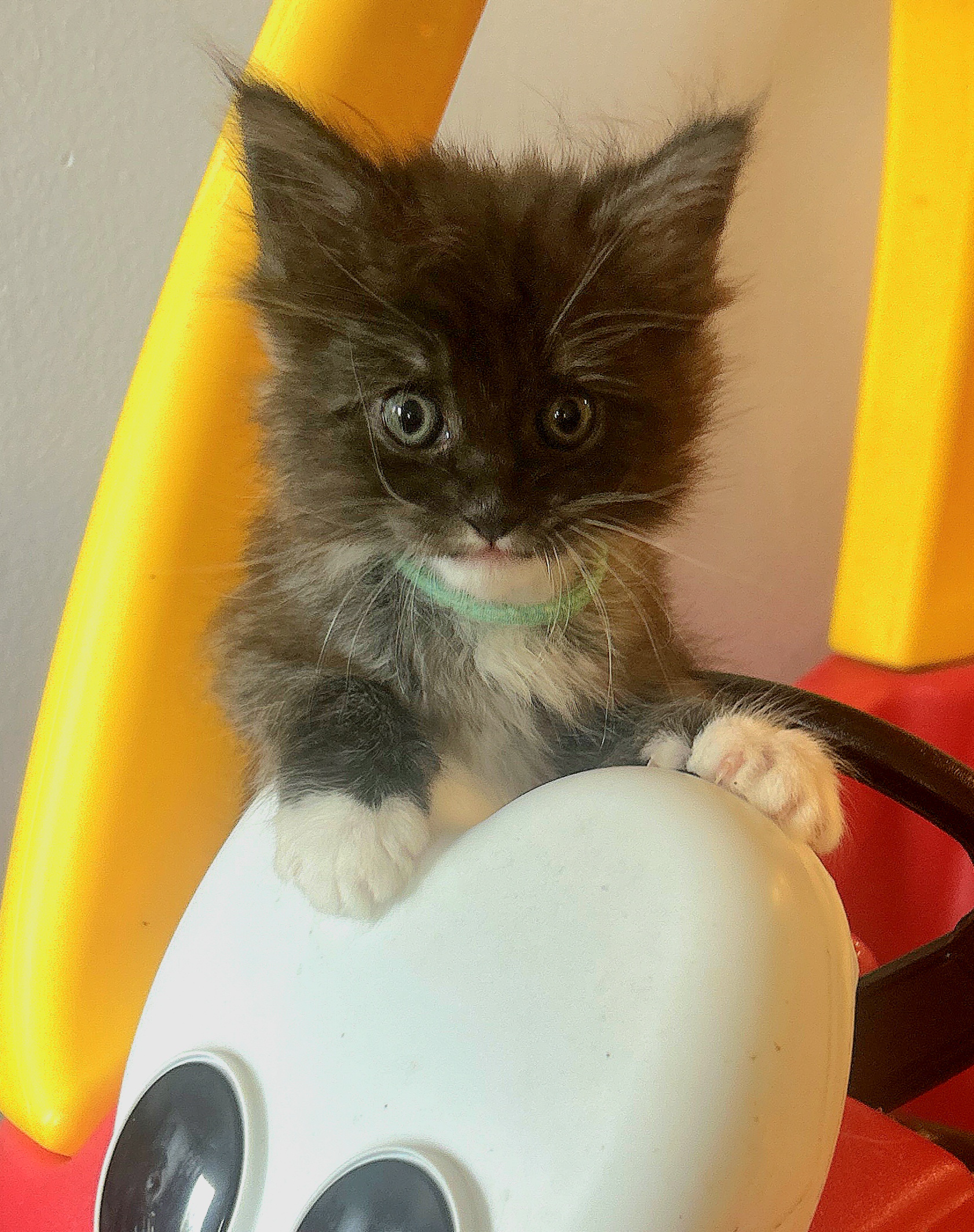 Percival green collar black with white Maine Coon kitten photo 1