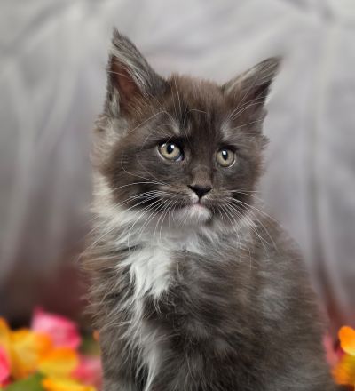 Percival green collar black with white Maine Coon kitten photo 2