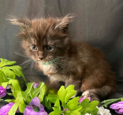 Percival green collar black with white Maine Coon kitten photo 3