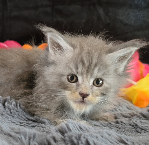 Amethyst purple collar blue smoke torbie Maine Coon kitten photo 3