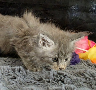 Amethyst purple collar blue smoke torbie Maine Coon kitten photo 4