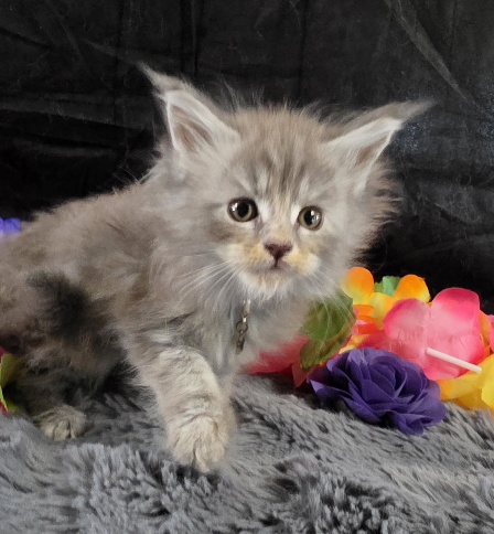 Amethyst purple collar blue smoke torbie Maine Coon kitten photo 5