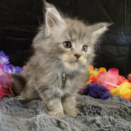 Amethyst purple collar blue smoke torbie Maine Coon kitten photo 6