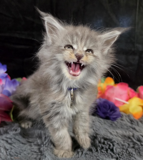 Amethyst purple collar blue smoke torbie Maine Coon kitten photo 7