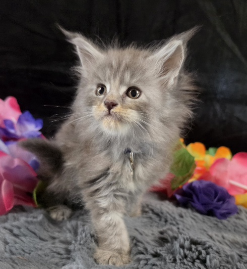 Amethyst purple collar blue smoke torbie Maine Coon kitten photo 8