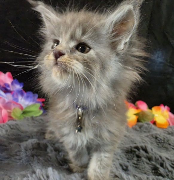 Amethyst purple collar blue smoke torbie Maine Coon kitten photo 8