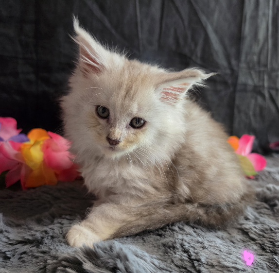 Opal pink collar blue smoke torbie Maine Coon kitten photo 1