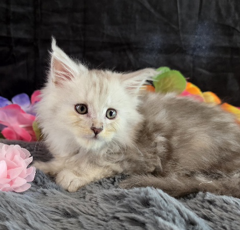 Opal pink collar blue smoke torbie Maine Coon kitten photo 9