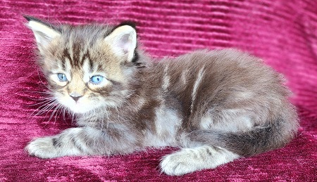 MaineCoonKittensGalandrielRauchen052923MBlue6.jpg