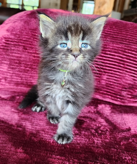 MaineCoonKittensGalandrielRauchen052923MGreen7.jpg
