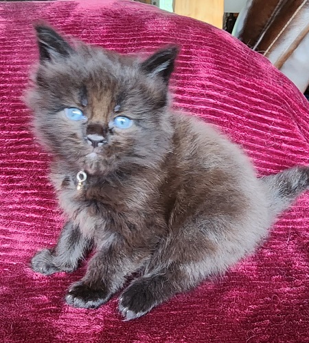 MaineCoonKittensGalandrielRauchen052923MOrange6.jpg