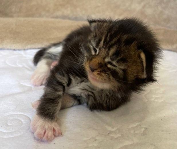 MaineCoonKittensGalandrielYota10152022FPurple6.jpg