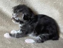 MaineCoonKittensGalandrielYota10152022MAqua8.jpg