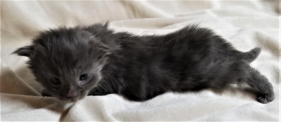 silver blue maine coon kittens for sale silver blue maine coon kittens for sale