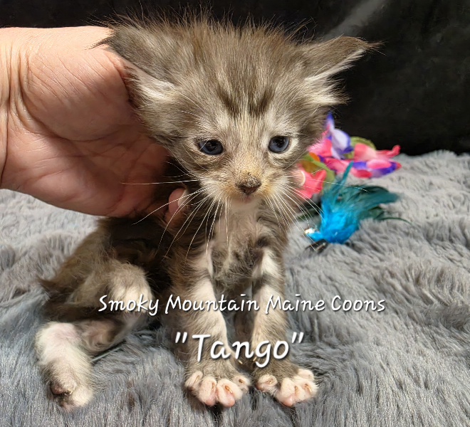 Cha Cha purple collar Maine Coon kitten photo 2