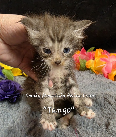 Cha Cha purple collar Maine Coon kitten photo 3