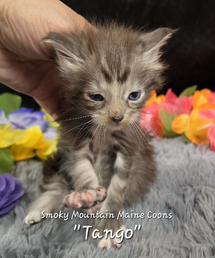 Cha Cha purple collar Maine Coon kitten photo 5
