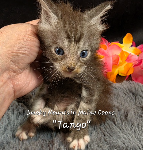 Cha Cha purple collar Maine Coon kitten photo 6