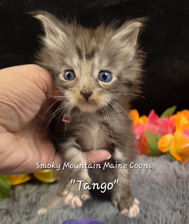 Cha Cha purple collar Maine Coon kitten photo 7