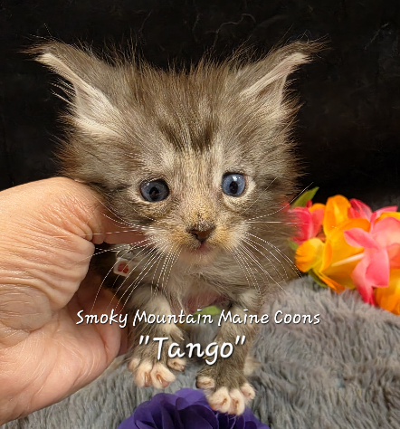 Cha Cha purple collar Maine Coon kitten photo 7