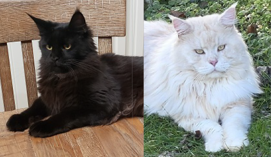 Maine Coon kittens Epiphany & Akoni litter