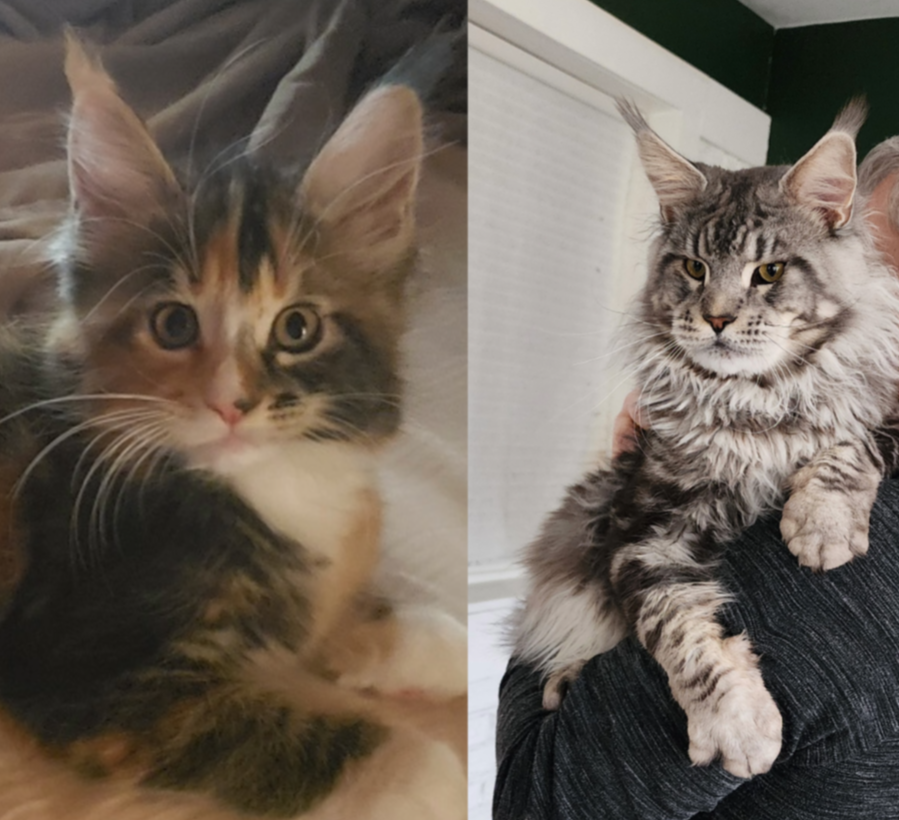 Maine Coon kittens Ettinette & Emrys litter